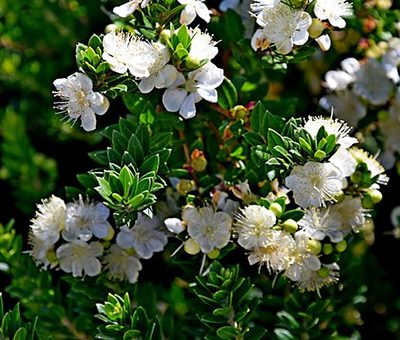 Myrtus_communis_subsp