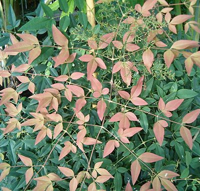 Nandina_domestica