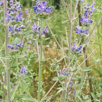 Nepeta_curviflora