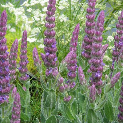 Nepeta_tuberosa