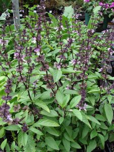 Ocimum_basilicum_var._thyrsiflorum_Basilic_Thai