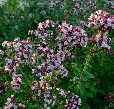 Origanum-vulgare_Origan_Bio
