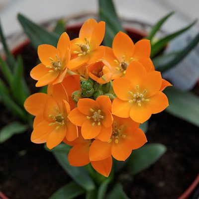 Ornithogalum_dubium