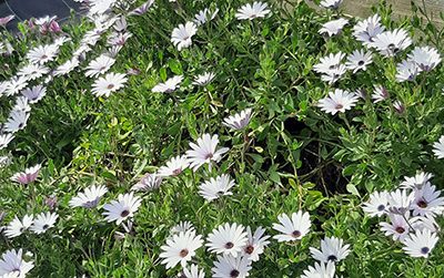 Osteospemum_alba_massif