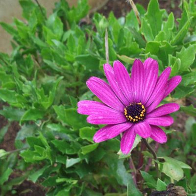 Osteospermum_fruticosum