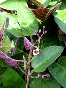 Paederia_lanuginosa