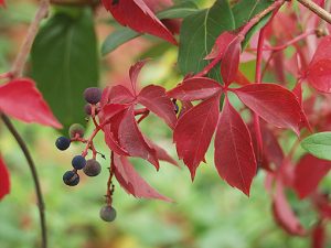 Parthenocissus_quinquefolia