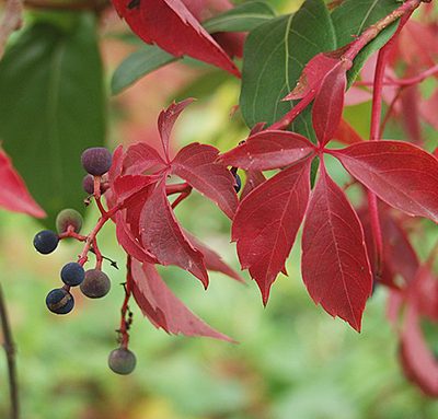 Parthenocissus_quinquefolia