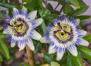 Passiflora_caerulea