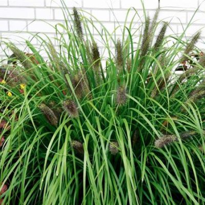 Pennisetum_alopecuroides_Moudry