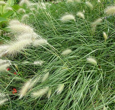 Pennisetum_villosum