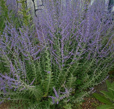 Perovskia_atriplicifolia