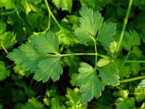Petroselinum_crispum_Persil_Bio