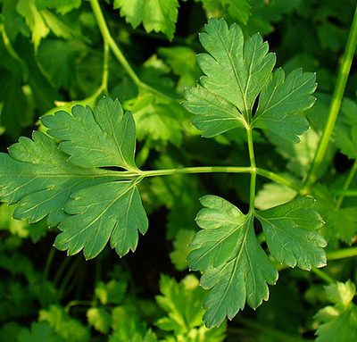 Petroselinum_crispum_Persil_Bio