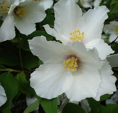 Philadelphus_Belle_Étoile