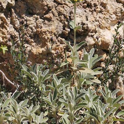 Phlomis_cytherea