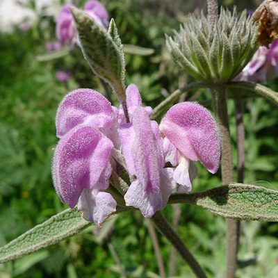 Phlomis_purpurea_purpurea