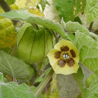 Physalis_peruviana