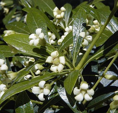 Pittosporum_heterophyllum