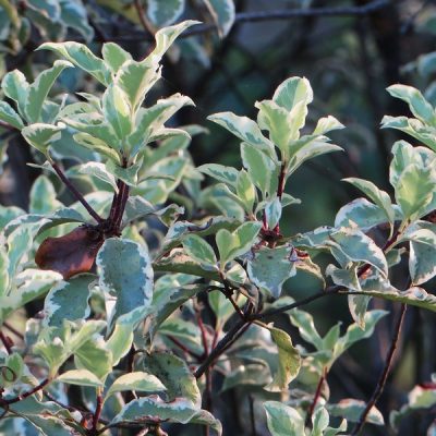 Pittosporum_tenuifolium_variegatum