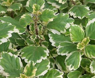 Plectranthus_coleoides