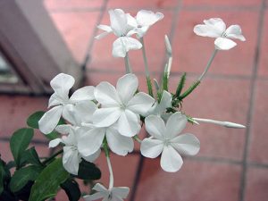 Plumbago_capensis_alba