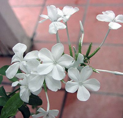 Plumbago_capensis_alba