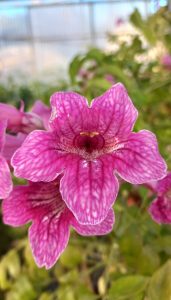 Podranea_ricasoliana_Comtesse_Sarah