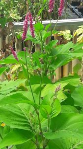 Polygonum_orientale_plante