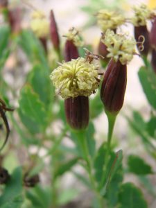 Porophyllum_ruderale_Coriandre_Bolivienne_Bio