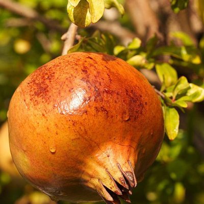 Punica_Granatum_MOLLAR_DE_ELCHE