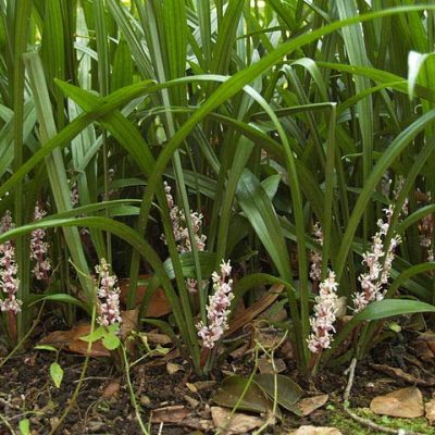 Reineckea_carnea