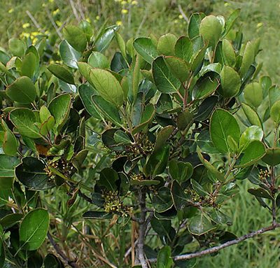 Rhamnus_alaternus