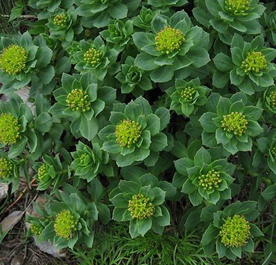 Rhodiola_rosea