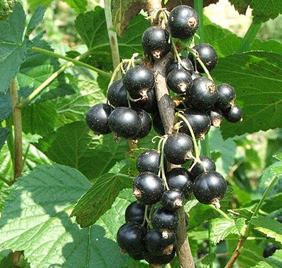 Ribes_nigrum