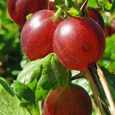 Ribes_uva-crispa