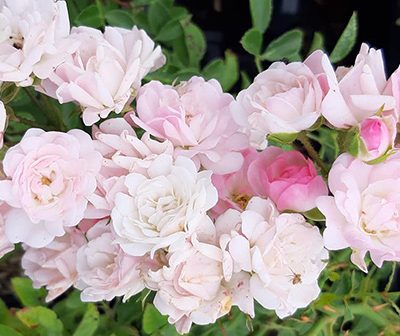 Rosa_The_Fairy_fleurs