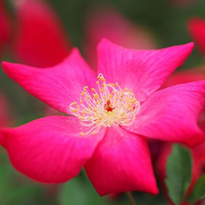 Rosa_sinensis_sanguinea