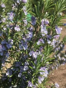 Rosmarinus_officinalis_Romarin_Bio