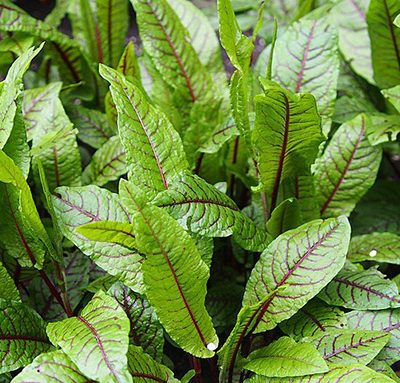 Rumex_sanguineus