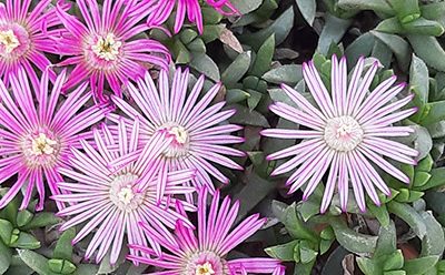 Rushia_lineolata_fleur2