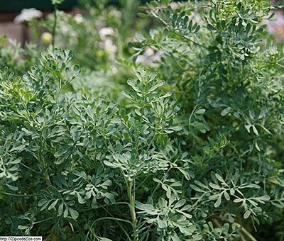 Ruta_graveolens