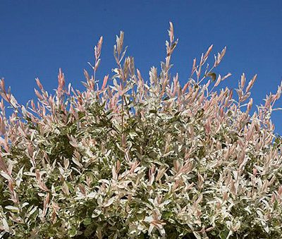 Salix_integra_Hakuro