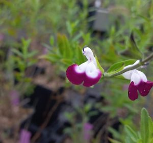 Salvia_Amethyst_Lips