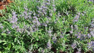 Salvia_Bee's_Bliss