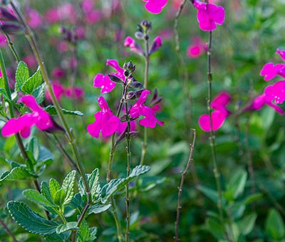 Salvia_Cera_Potosi