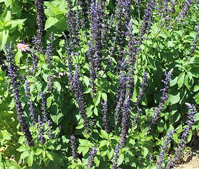 Salvia_Mystic_Spires_Blue
