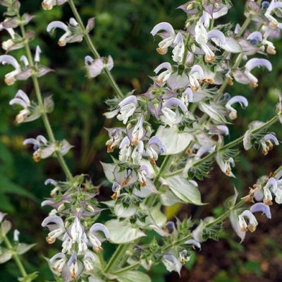 Salvia_Sclarea_Turkestanica