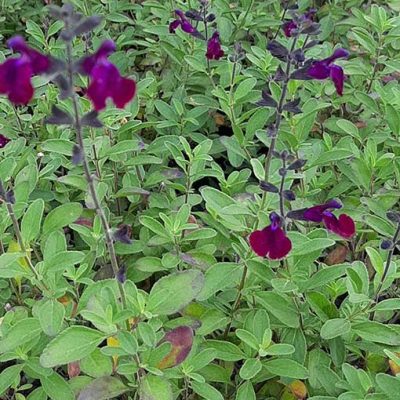 Salvia_Violette_de_Loire