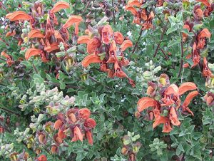 Salvia_africana-lutea